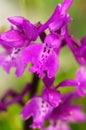 Early purple orchid flowers Ã¢â¬â Orchis mascula